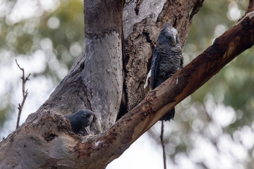 Female Gang Gang Cockatoo and chick at nest hollow