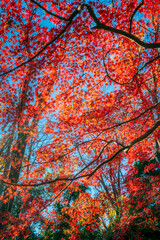 Autumn colors in a park in Tokyo with red Japanese maples and yellow Ginkgo Biloba trees putting on a colorful show