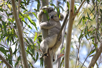 Wild Koala sleeping in Grey Gum Tree