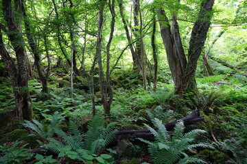 a lively primeval forest in springtime