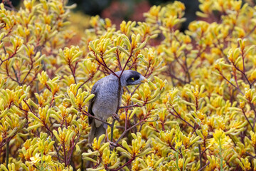 Noisy Miner feeding on nectar from a Kangaroo Paw Flower