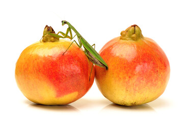 Green mantis on the pomegranate isolated on a white background 