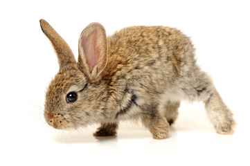 rabbit on a white background 
