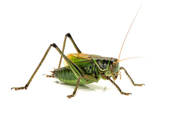 Macro image of a grasshopper isolated on white background