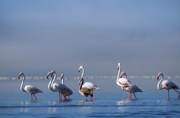 Wild african bird.  Flock of pink african flamingos  walking around the blue lagoon on the...