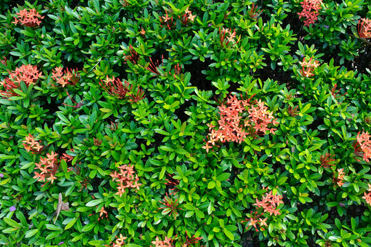 Red Ixora Bush background, Ixora Plant