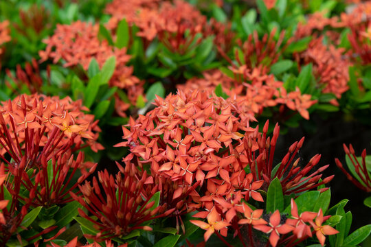 Red Ixora Plant, Ixora Flower, Red Flower