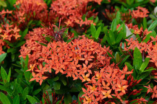 Red Flower, Red Ixora Plant, Ixora Flower