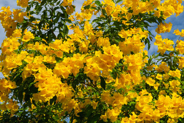 Beautiful yellow flowers , colorful yellow flowers