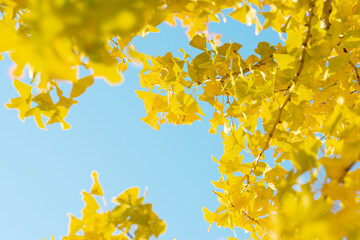 イチョウ、銀杏と青空