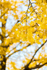 イチョウ、銀杏と青空