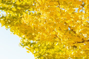 イチョウ、銀杏と青空