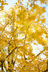 イチョウ、銀杏と青空