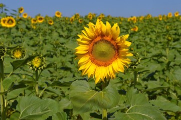 Fototapeta premium sunflower in the garden 