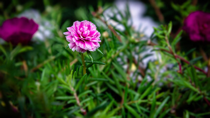 beautiful pink Portulaca grandifloras in bloom. called as Moss rose , Indian table, 9 o`clock...