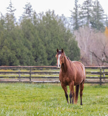 Horse in the field in countryside. Beautiful brown horse in the green field