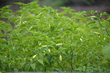 Capsicum frutescens is a wild chili pepper having genetic proximity to the cultivated pepper Capsicum sinense and  pepper cultivars of Capsicum frutescens can be annual or short lived perennial plants