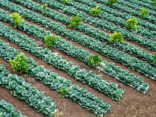 Fototapeta Geometric garden, cabbage field, background. obraz