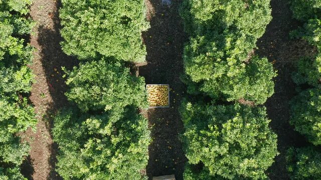 Grapefruit orchard during picking, with large pallets full of fresh picked Grapefruit, Aerial view.