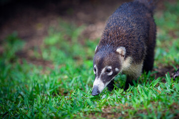 The white-nosed coati is a species of coati and a member of the family Procyonidae 