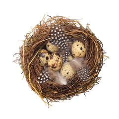 Fototapeta premium Quail eggs and bird feather in nest isolated on white