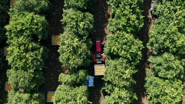 Red Tractor hauling pallets of Red Grapefruit across a mature orchard, Aerial view.
