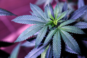 Close-up young hemp. Cannabis is a standoff between a drug and a medicine.growing organic cannabis...