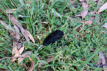 black feather on the ground