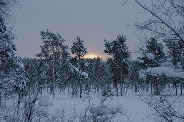 Fototapeta premium The winter sun rises from behind the trees.