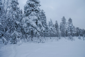 The trees are covered with snow.