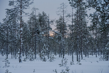A sunny winter morning in the forest.
