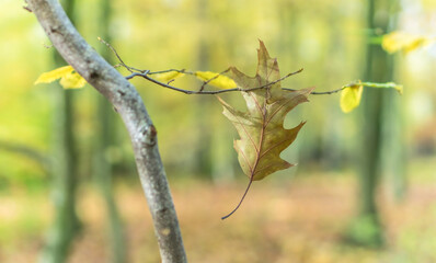 leav in autumn forest - transience of life