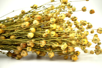 Bunch of dry flax plant over white