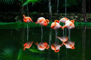 Foto op Plexiglas anti-reflex The American flamingo (Phoenicopterus ruber) is a large species of flamingo closely related to the greater flamingo and Chilean flamingo  © Andrey