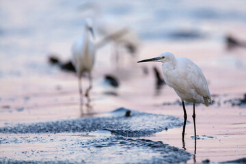The Little White Heron is fishing. Filmed at the mouth of the Kuban River - obrazy, fototapety, plakaty