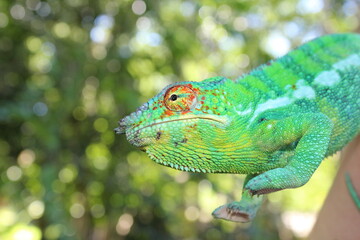 kameleon © Pawel