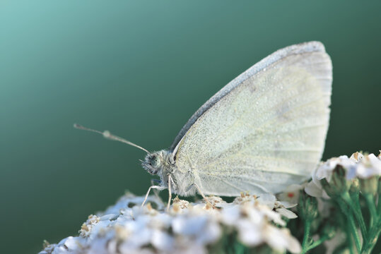 Small white butterfly genus Pieridae sitting on flower. Nature background.