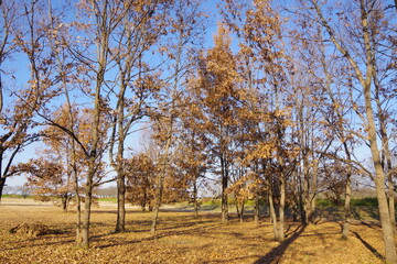 Obraz premium 冬の木々