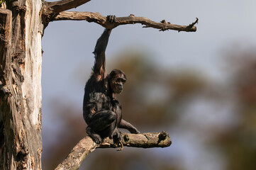 sitting west african chimpanzee relaxes