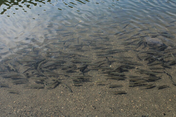 natural lake carp fish photo