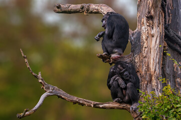 2 west african chimpanzee sitting in a tree
