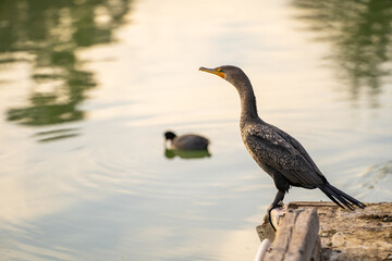 Double-crested cormorant (phalacrocorax auritus) stands on a boat dock. 