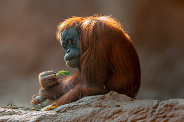 female orangutan sitting on a rock © Mario Plechaty