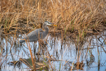 Great blue heron (Ardea cinerea) stands in a swamp. 