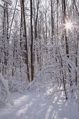 Fabulous winter forest under deep snow in backlit sunlight