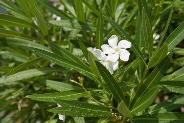 White oleander flower in green leaves