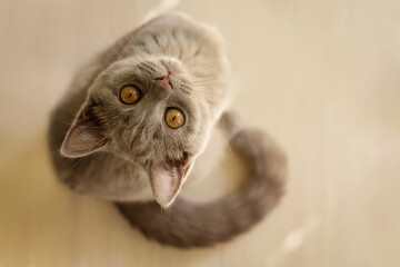 young british shorthair cat looking up to the camera, big orange eyes, top view of funny kitten, copy space