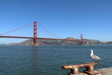Amazing walk at the Golden Gate Bridge in San Francisco, United States of America. What a wonderful...