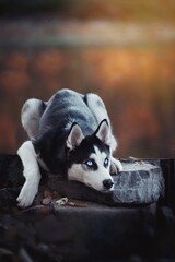 Perfectly sighting Siberian Husky at sunset