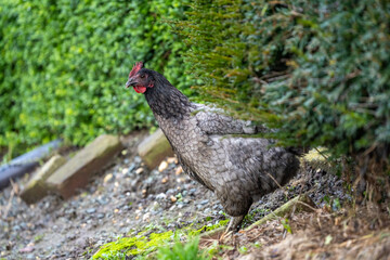 Grey black free range chicken hen walking on grass at the farm on a sunny day with a green background for space or text	